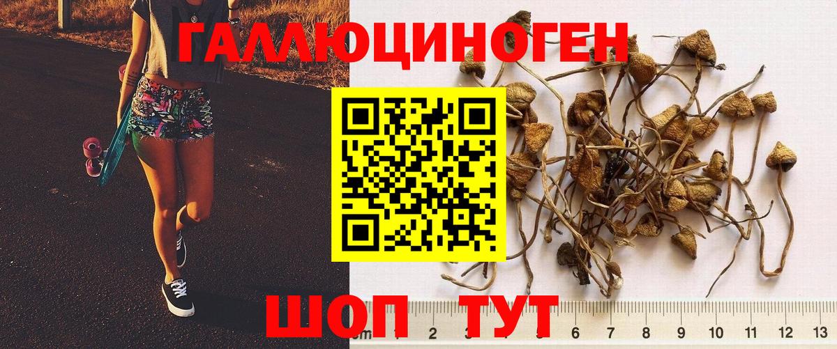 Тавда  Галлюциногенные грибы Psilocybe  Вход с VPN  Псилоцибиновые грибы GOLDEN TEACHER 